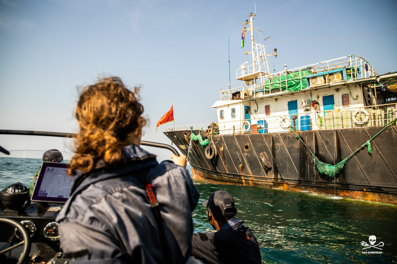 Zwei Weitere Fangschiffe Festgesetzt Sea Shepherd