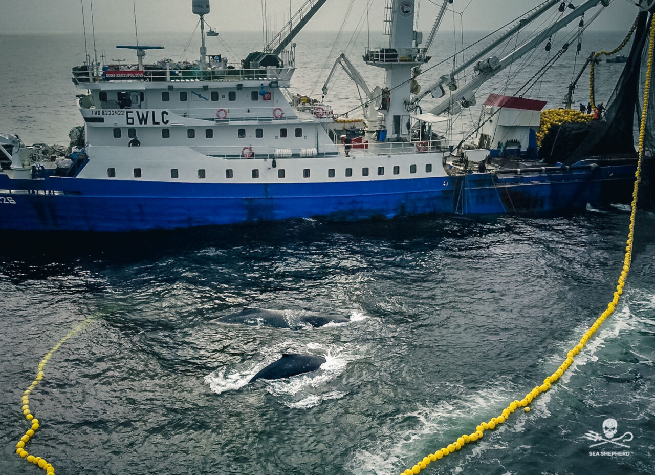 Zwei Buckelwale im Netz gefangen - OPERATION ALBACORE