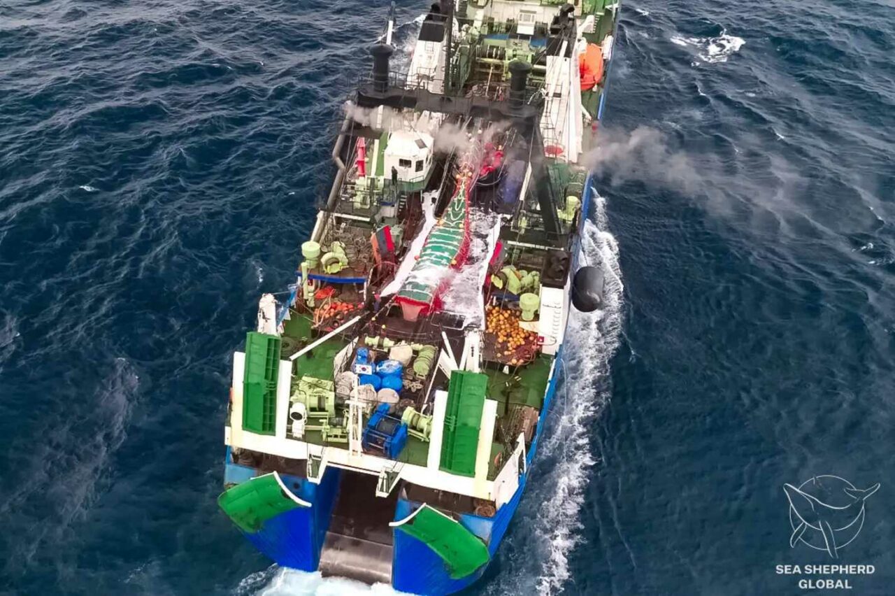 Warum Fische uns nicht egal sein sollten - Sea Shepherd